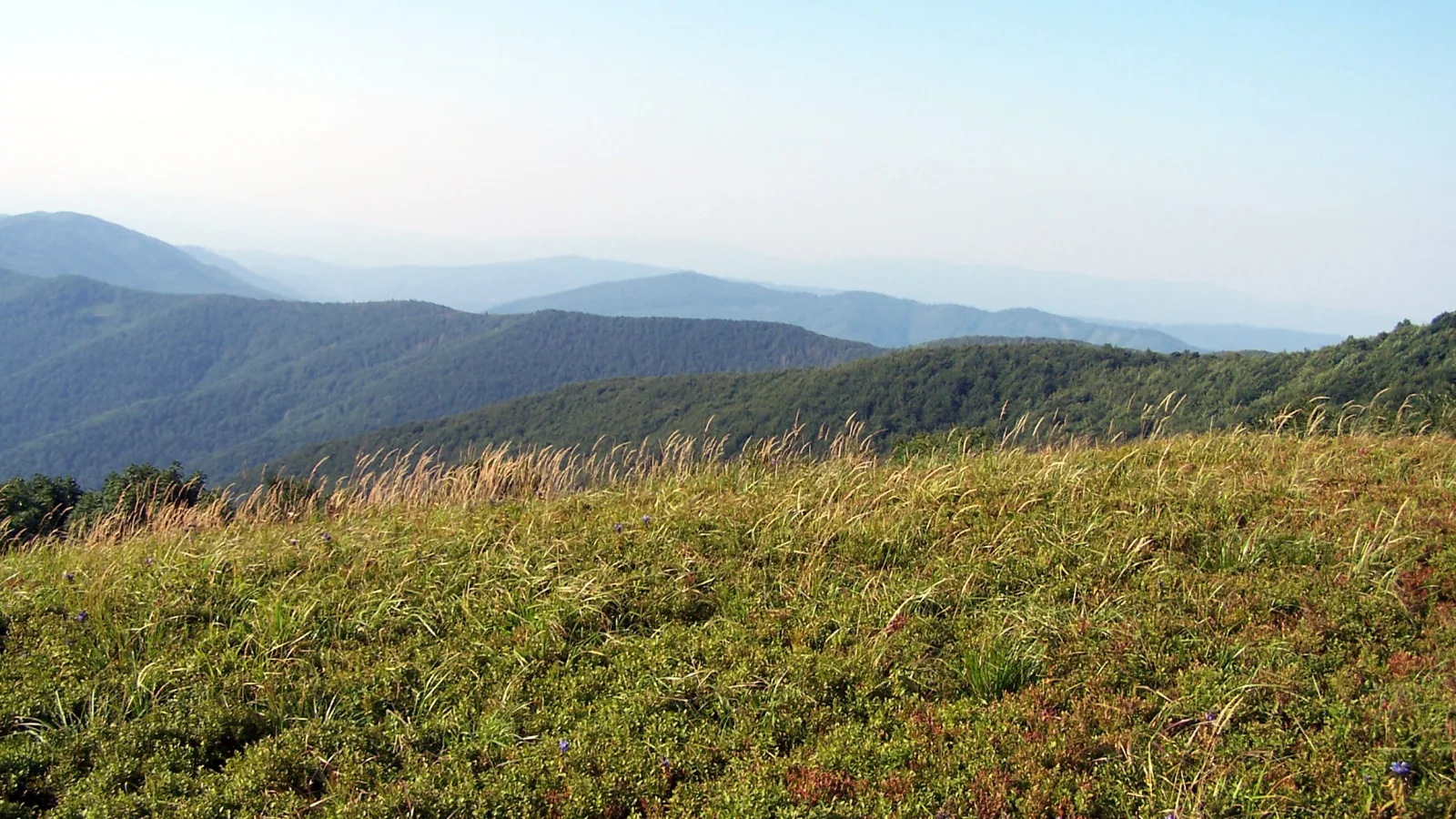 Poloniny: UNESCO pralesy, zubry a prvý Dark Sky Park na Slovensku