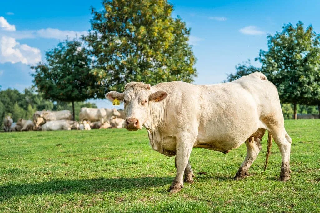 Farma Nová Amerika — zdjęcie 2