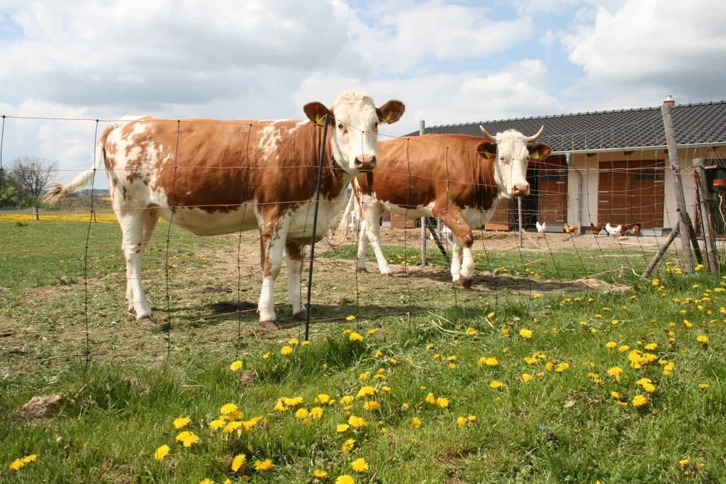 Farma Kundratice — zdjęcie 2