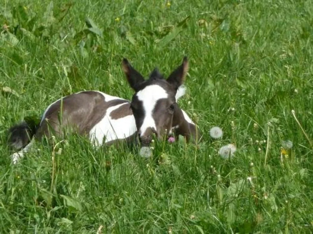 Ubytování Q RANCH — photo 3