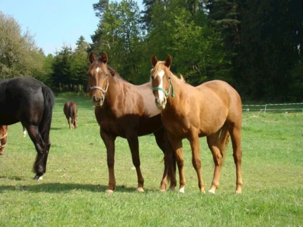 Ubytování Q RANCH — photo 4