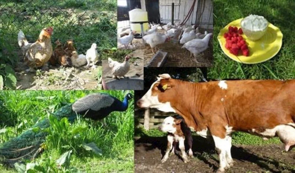 Farma u Otčenášků — photo 2