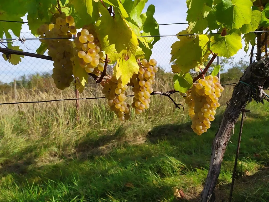 Kateřinský sklípek — photo 2